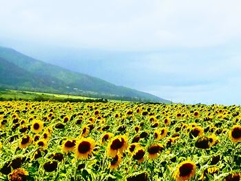 Sunflowers on field against sky