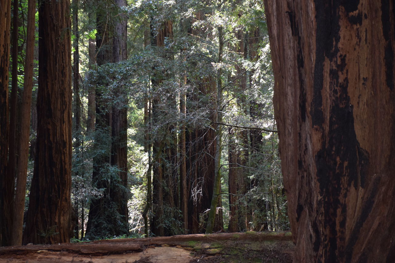 Muir Woods