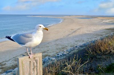 bird