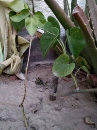 High angle view of plants growing on field