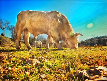 Cow grazing in a field