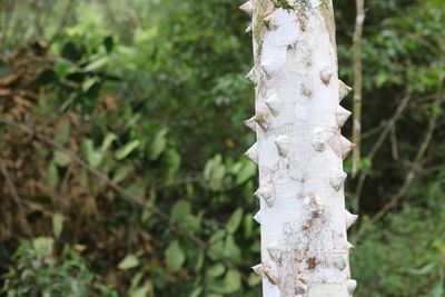 Close-up of lizard on tree trunk in forest