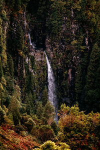 Scenic view of waterfall in forest