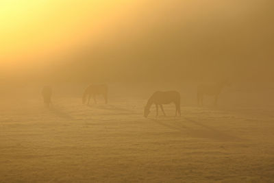 Horses in a field