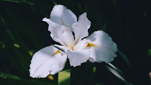 Close-up of white flower blooming outdoors