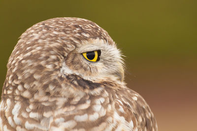 Close-up portrait of owl