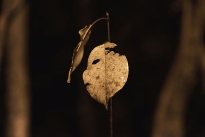 Close-up of dry leaf hanging on metal