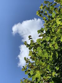 Low angle view of tree against sky