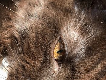 Close-up portrait of a cat