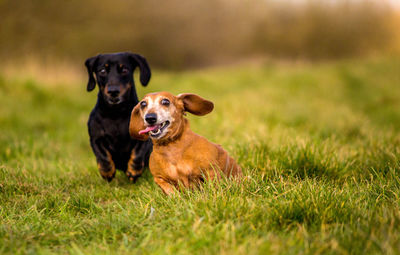 Portrait of dog on field