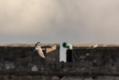 Close-up of bird flying against the sky