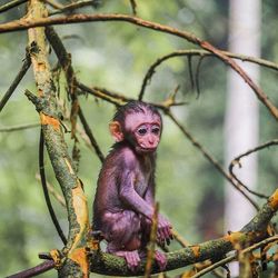 Portrait of monkey on tree branch