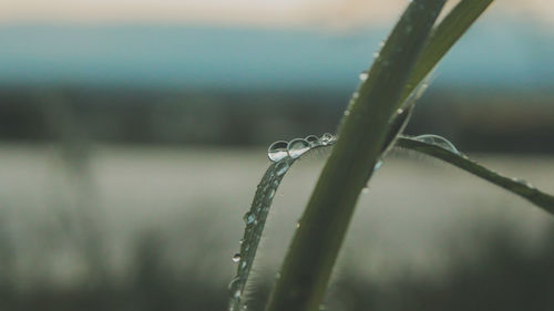 Close-up of raindrops on plant during winter