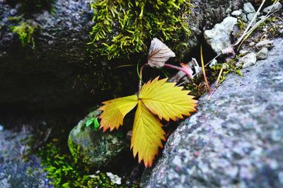 High angle view of butterfly on flower