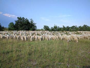 Sheep grazing on field against sky