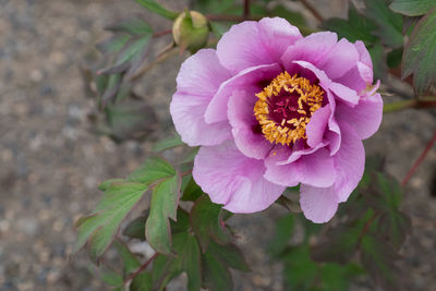 Close-up of pink flower