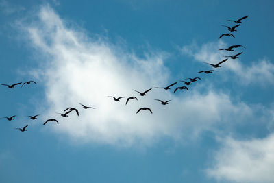 Low angle view of birds flying in sky