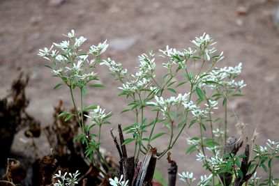 Close-up of flowering plant on field