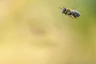 High angle view of bee flying