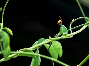 Close-up of plant