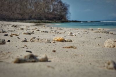 Close-up of shell on beach against sky