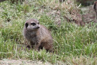 Side view of a meerkat on field