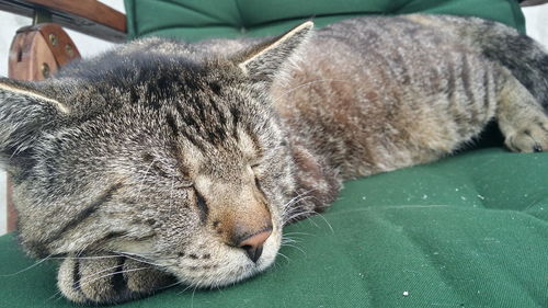 Close-up of a sleeping dog