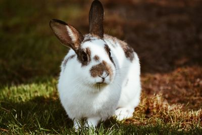 Close-up of rabbit sitting on field