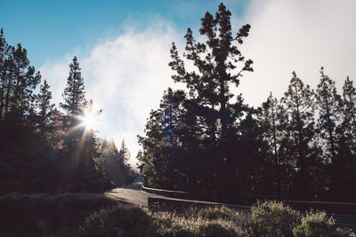 Sunlight streaming through trees in forest