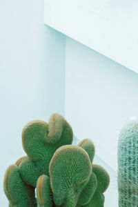 Cacti close-up on white wall background. minimal floral botanical aesthetic