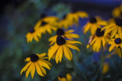 Close-up of yellow flower