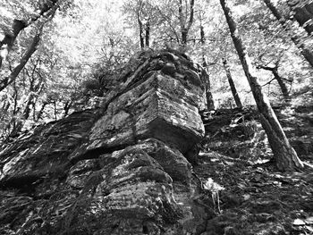 Low angle view of old tree in forest