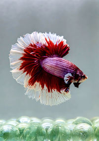 Betta fish red butterfly halfmoon siamese fighting fish from thailand, on isolated grey background