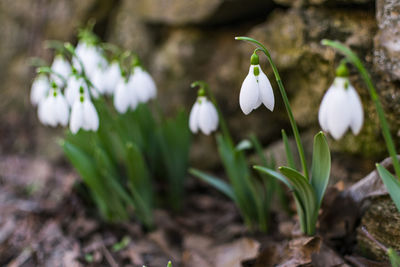 Close-up of white flowering plant