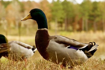 Side view of a mallard duck