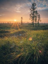 Scenic view of field against sky during sunset