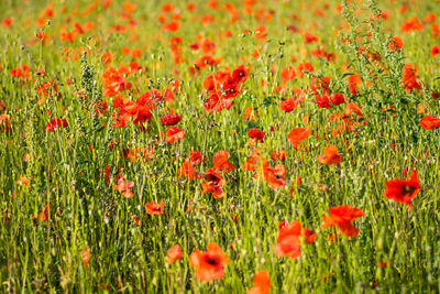 Close-up of red poppy flowers in field