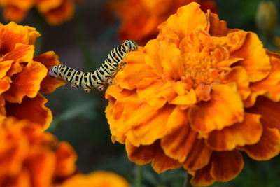 flowering plant