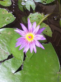 Close-up of purple water lily blooming outdoors