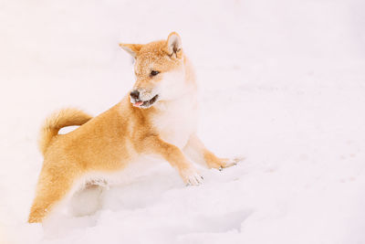 Dogs running on snow covered field