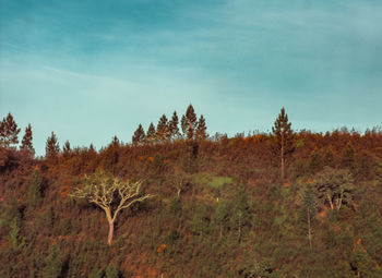 Trees on field against sky