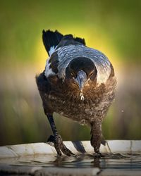 Close-up of owl perching on wood