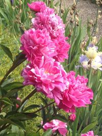 Close-up of pink flowers