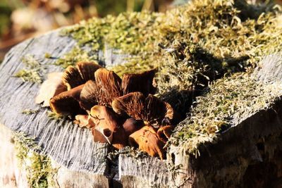 Close-up of dried mushrooms growing on tree trunk