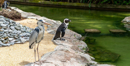 Birds perching on rock at lakeshore