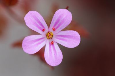 Close-up of pink flowering plant