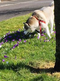 High angle view of dog on grass