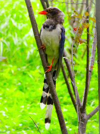 Close-up of bird perching on branch