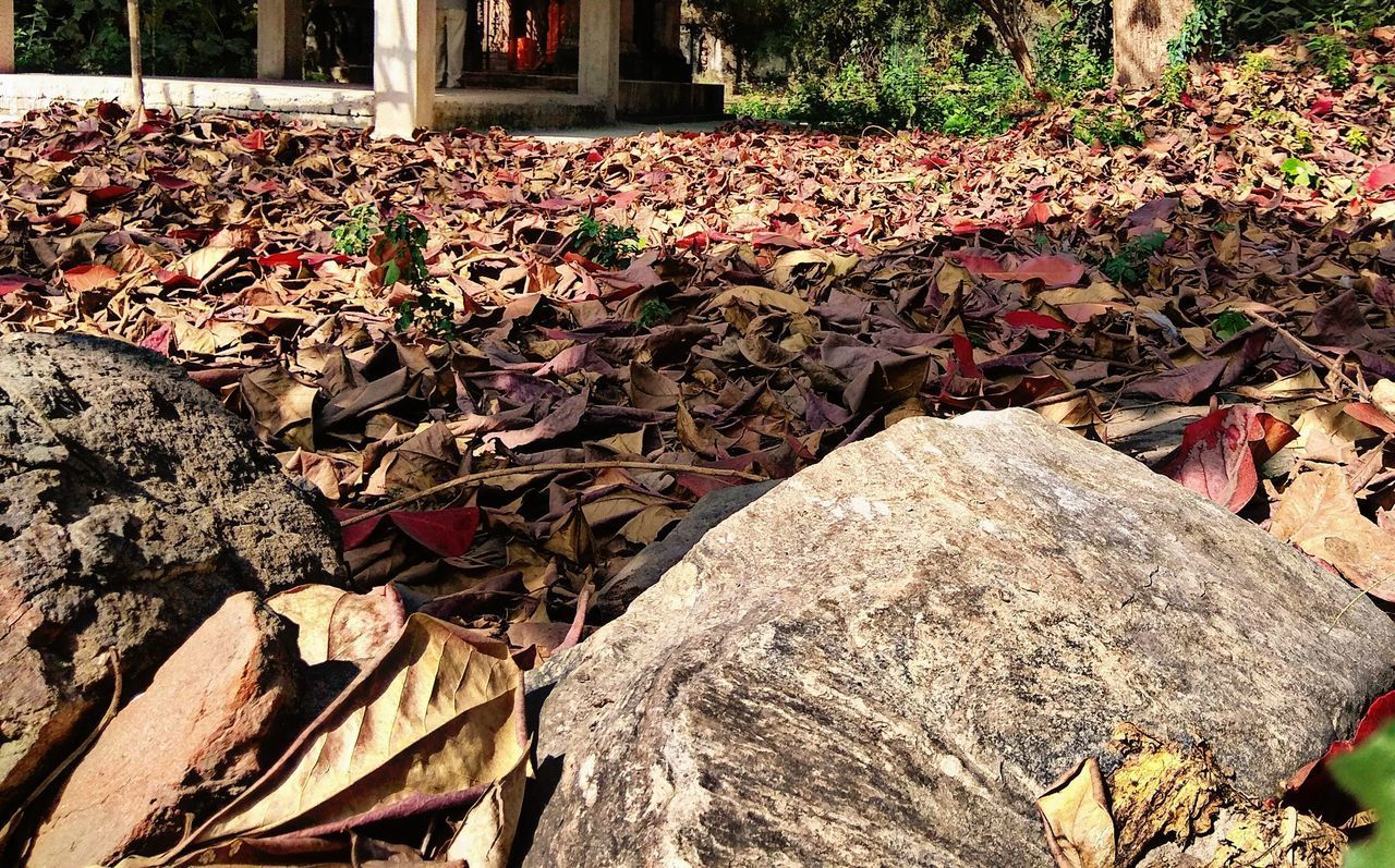 CLOSE-UP OF AUTUMN LEAVES ON GROUND