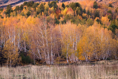 Pine trees in forest during autumn